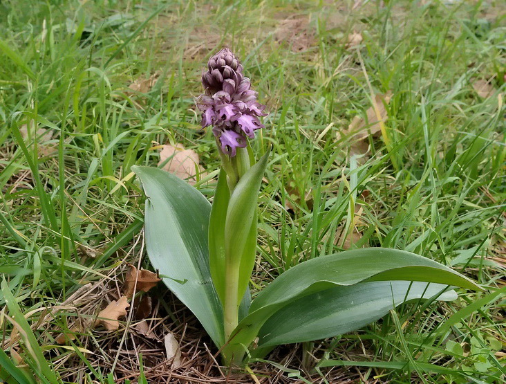 Barlia robertiana